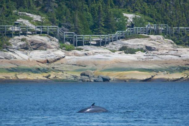 Motel De L'Anse A L'Eau Tadoussac Eksteriør bilde